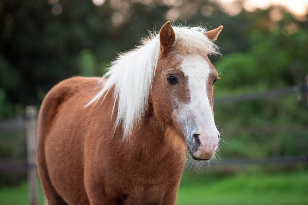 paardencoaching limburg