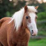 paardencoaching limburg