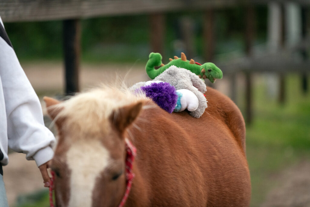 Positieve Gezondheid icm paardencoaching