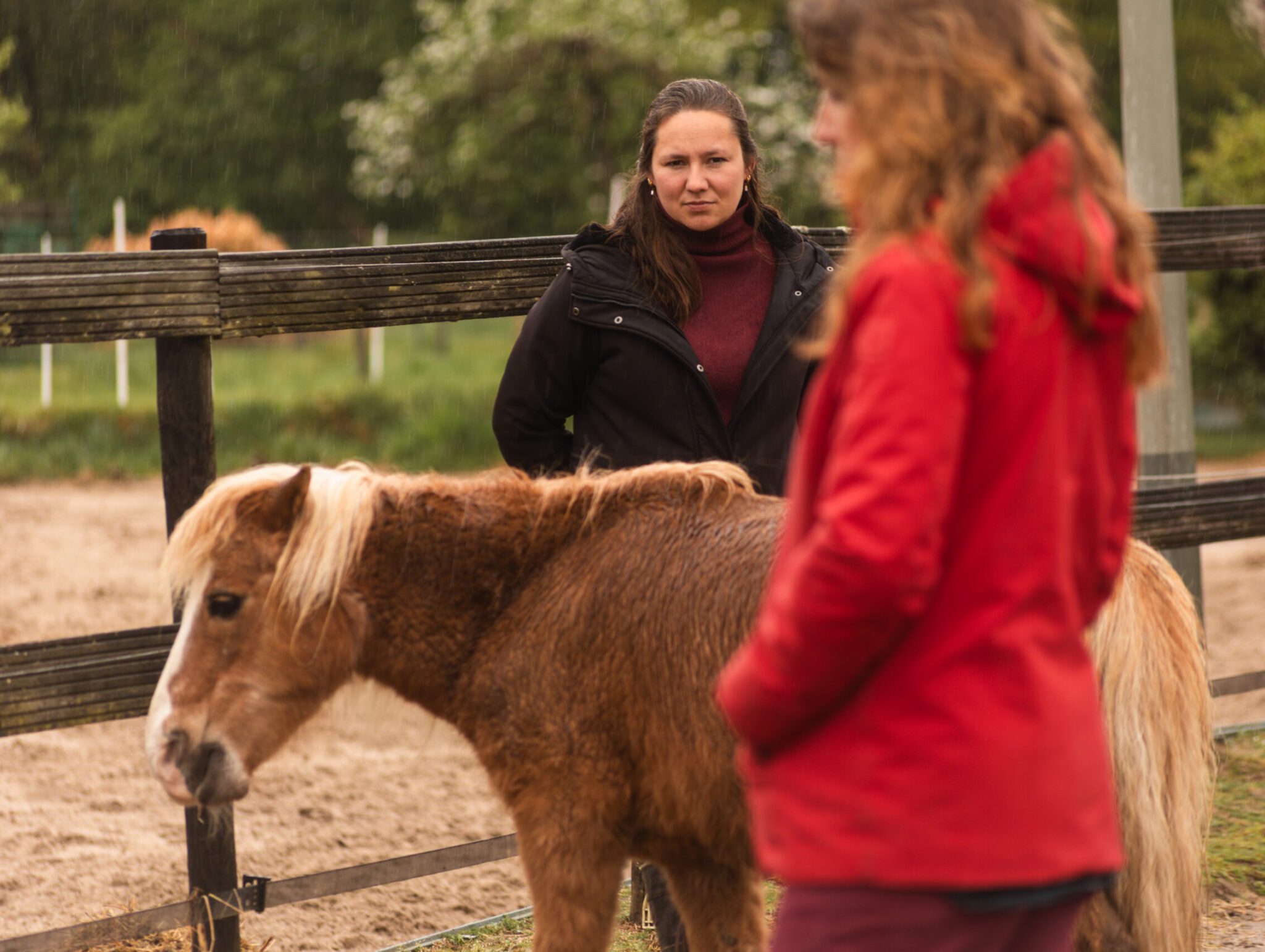 Paardencoaching verdiepingsdag