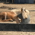 Klant met pony Magic paardencoaching