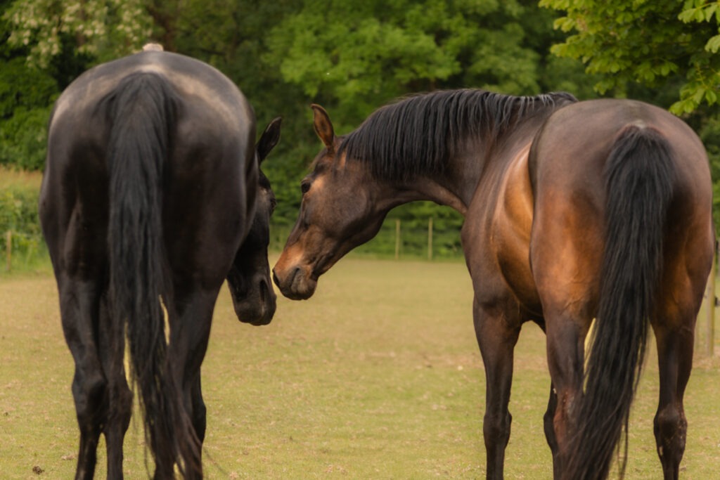 Twee paarden staan dicht bij elkaar.